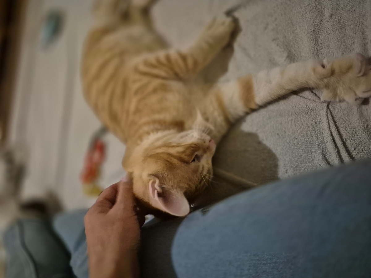 Adoption Benji