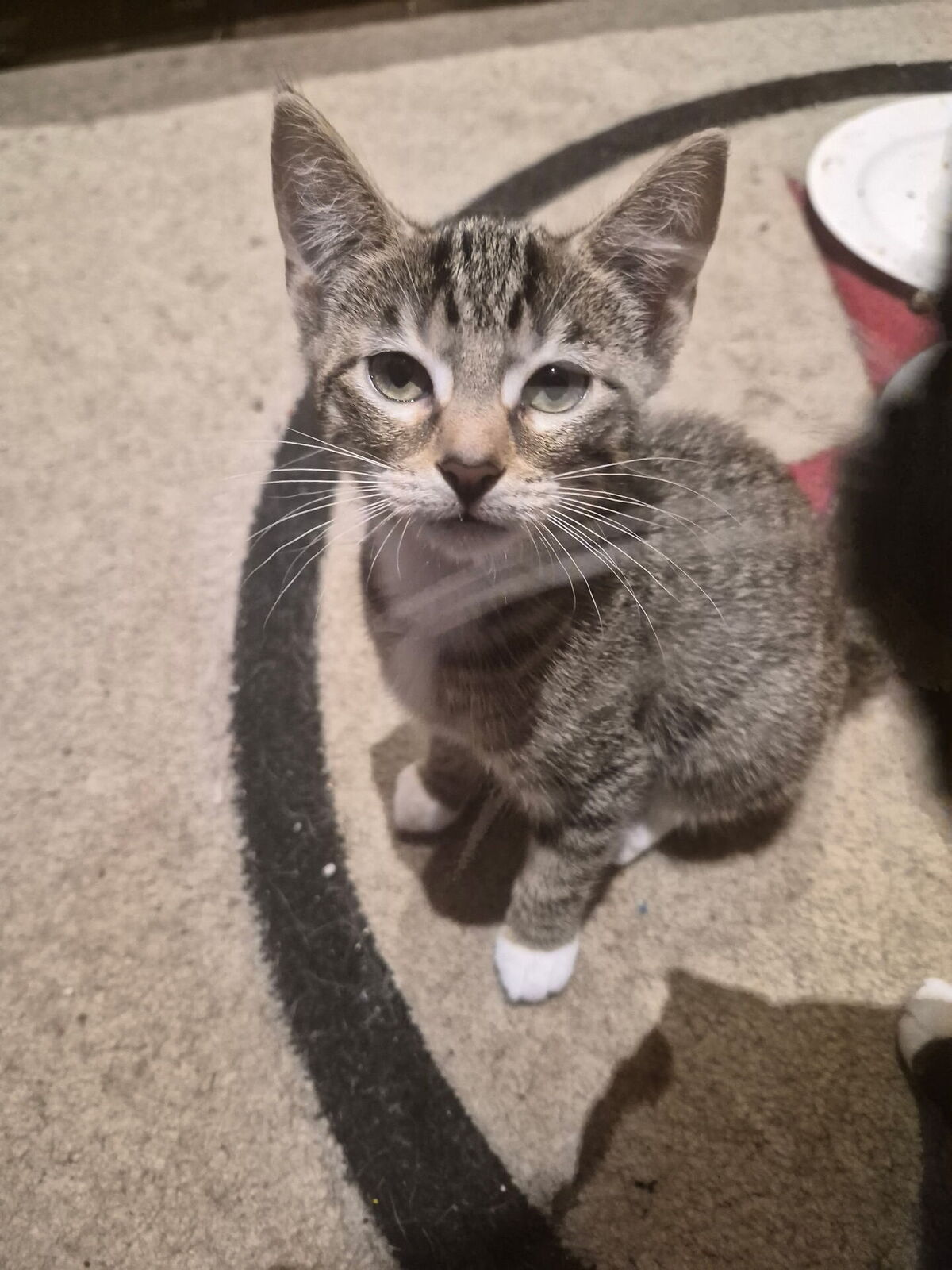 Adoption STRIPE ET DOT