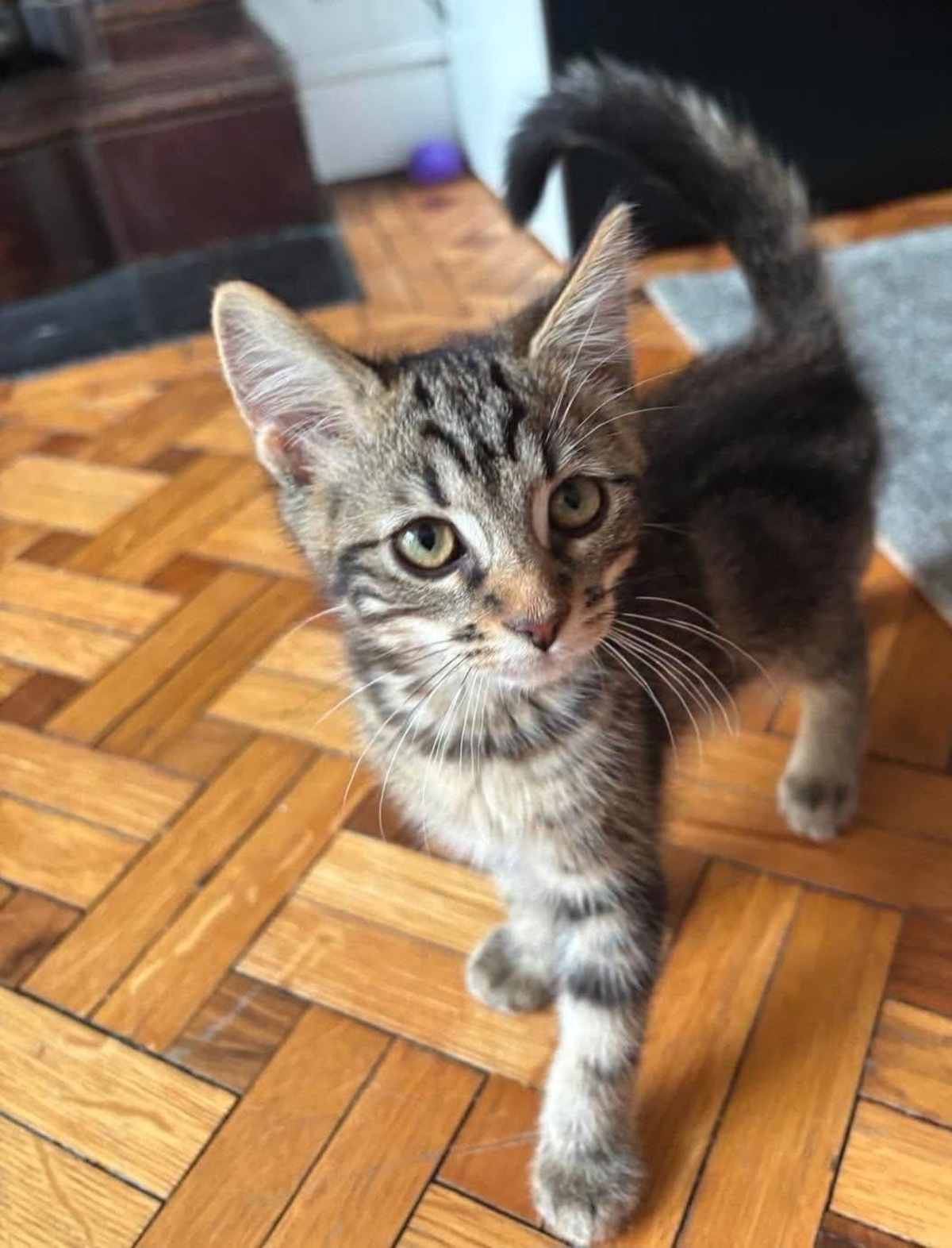 Adoption BONBON