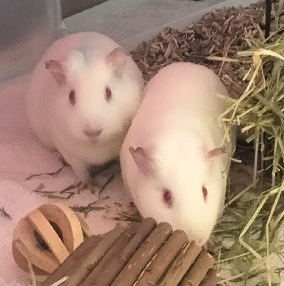 Adoption Fripouille, Chipie et Doudou