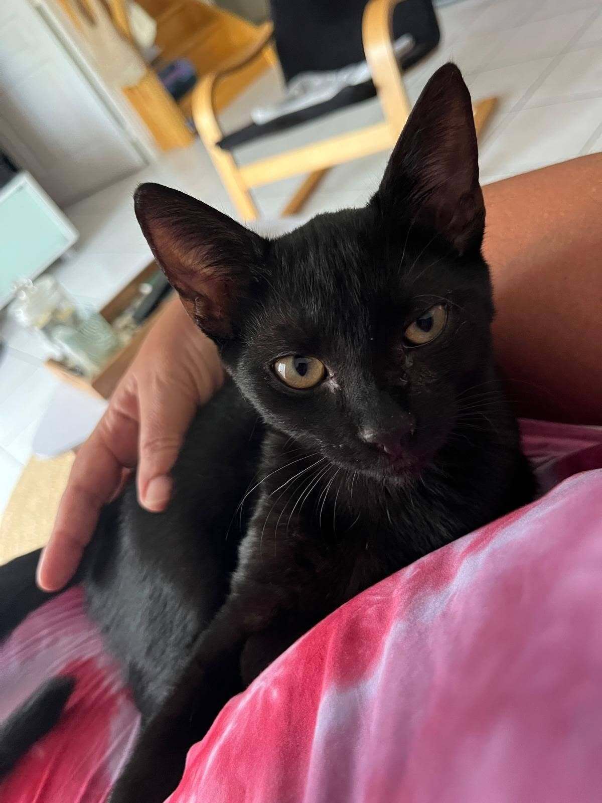 Adoption Neela