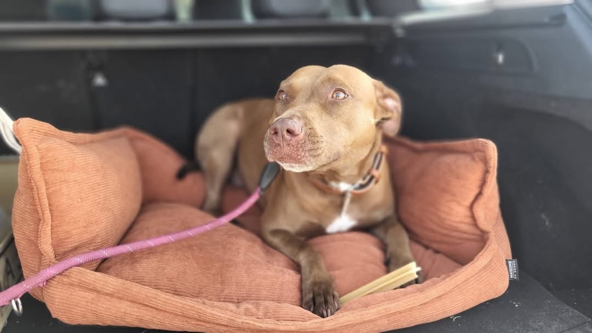 Adoption Brooklyn