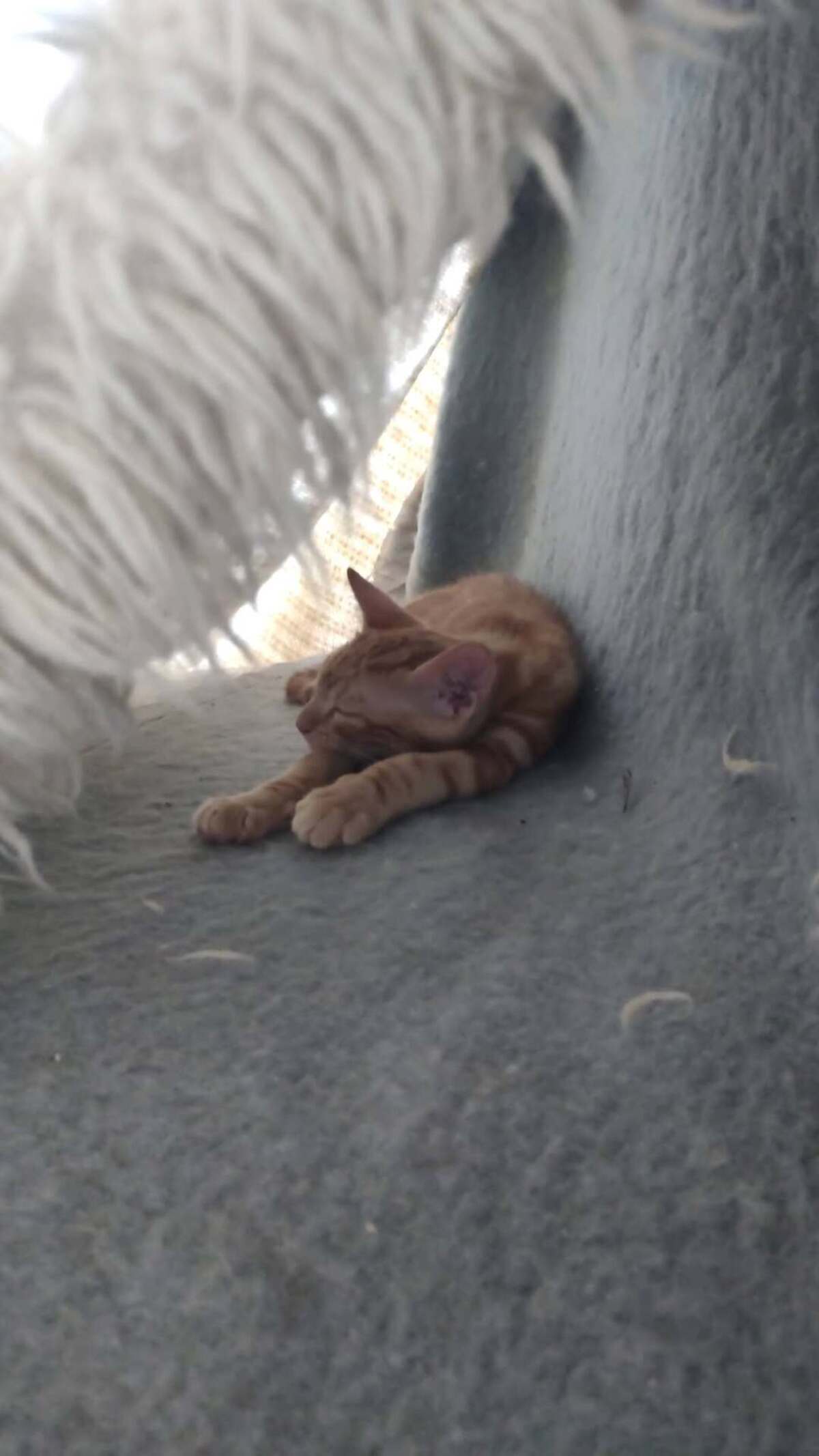 Adoption Birou
