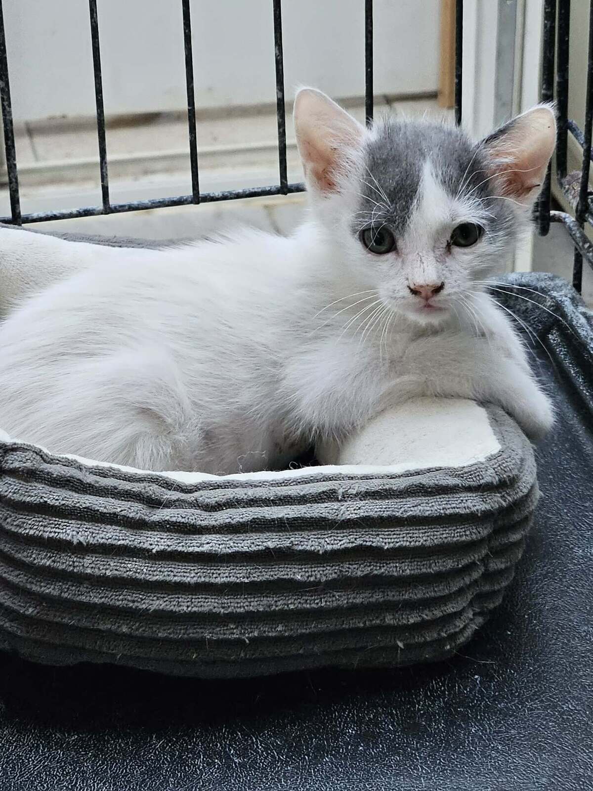 Adoption ZEBULON
