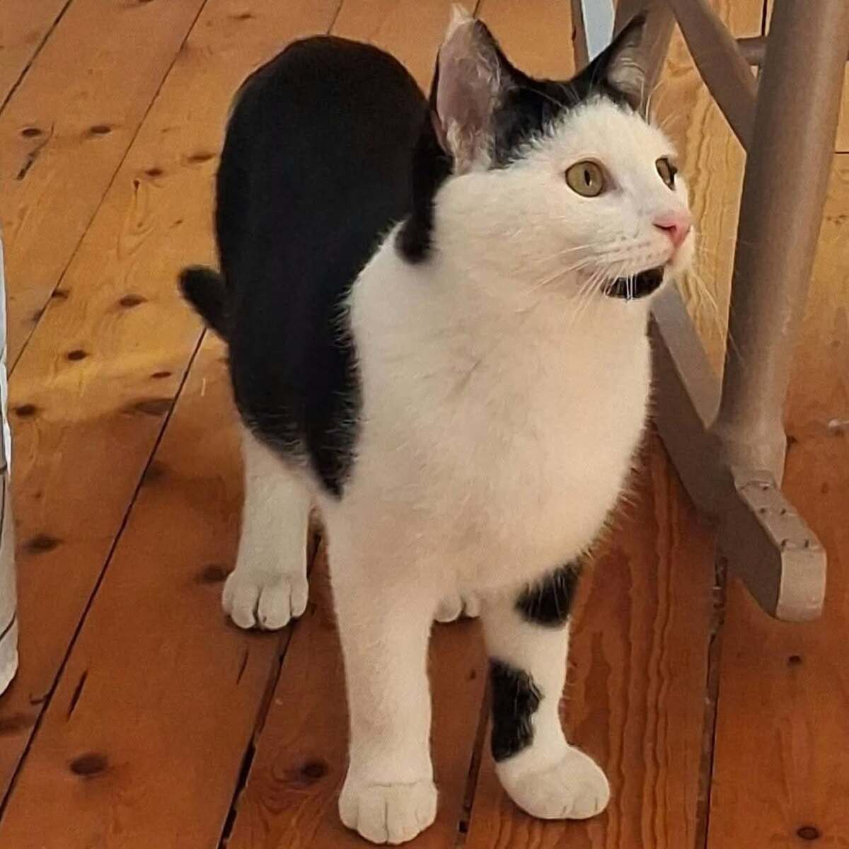 Adoption Cuba 