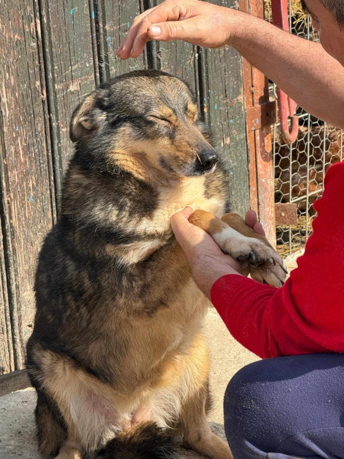 Adoption Elfy