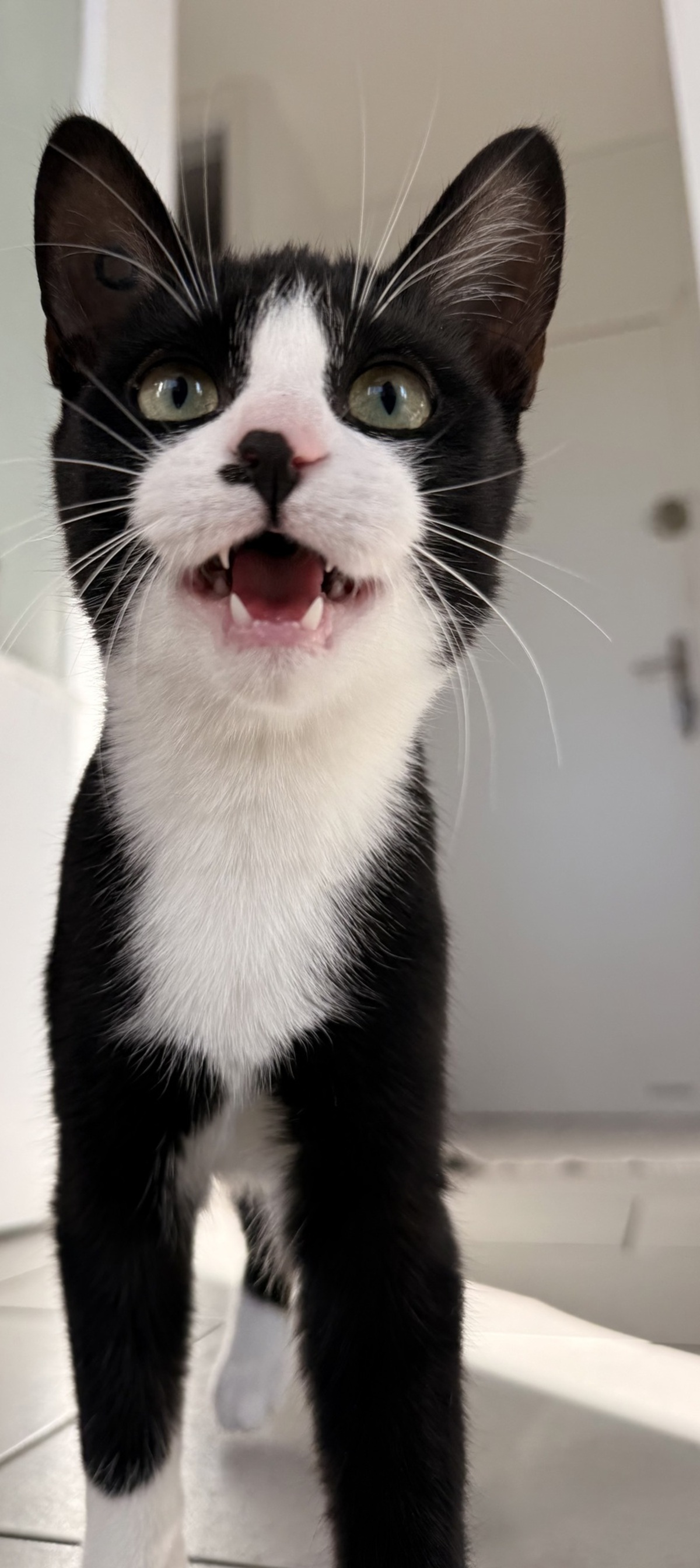 Adoption Loki