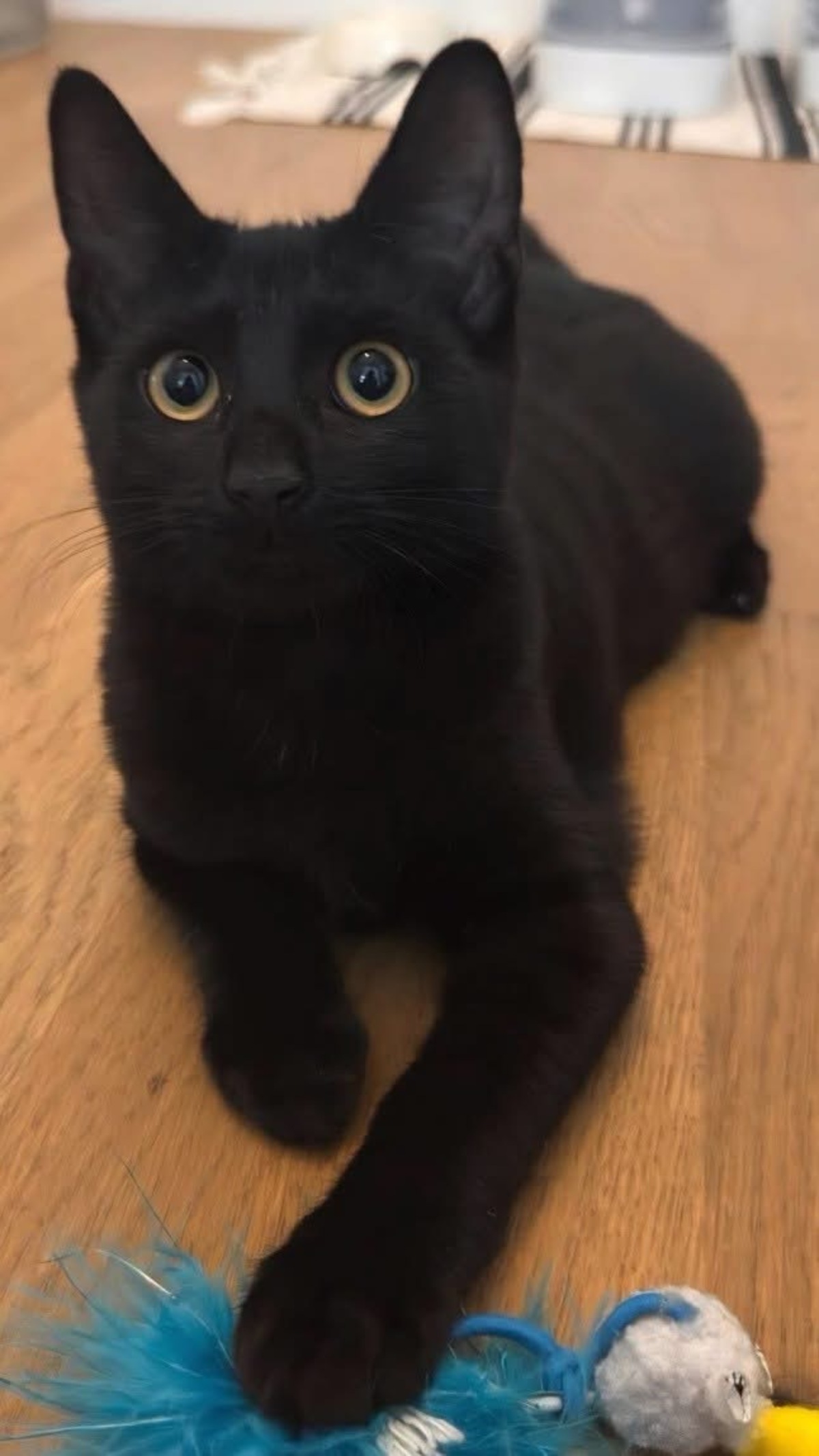 Adoption Ritaline