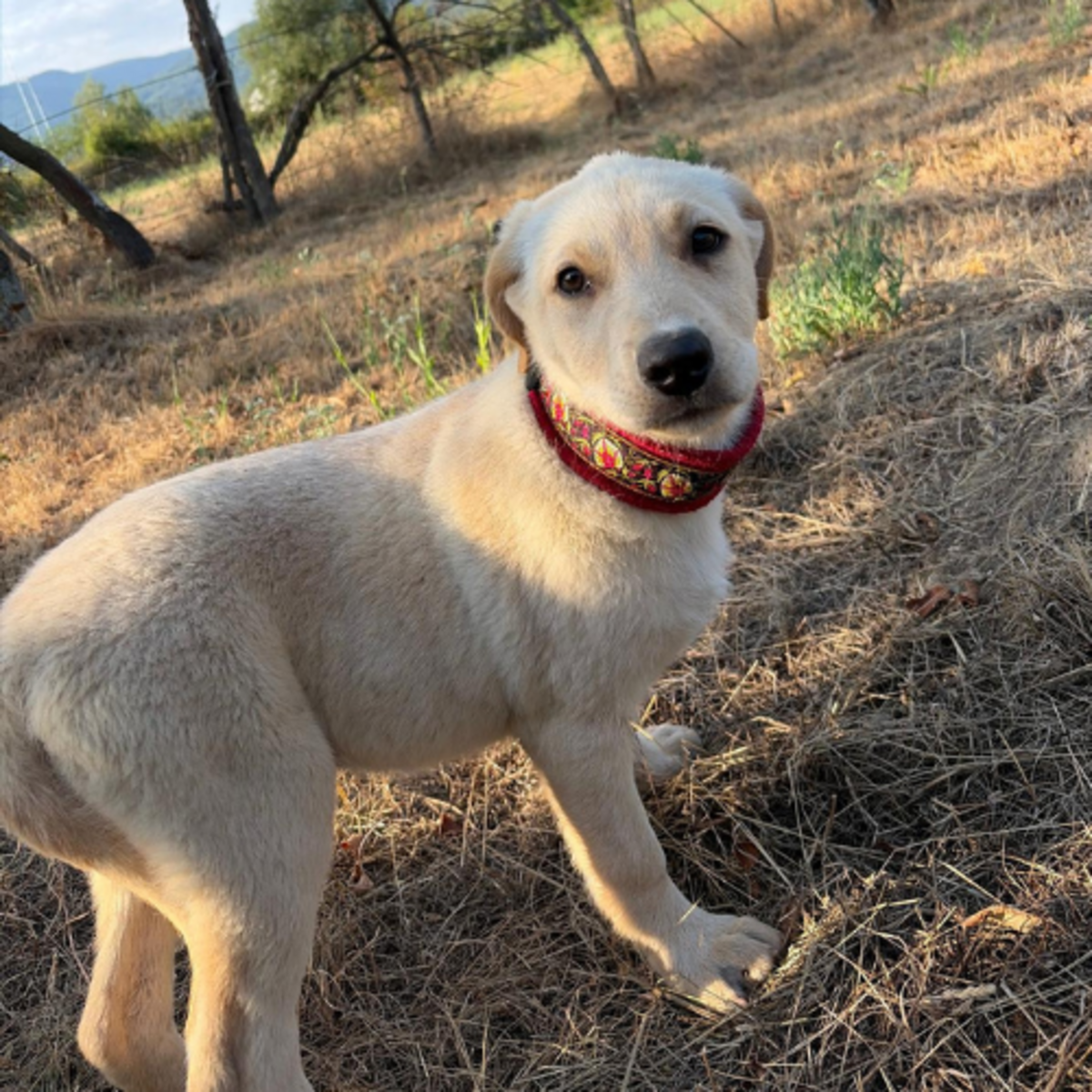 Adoption MACELA