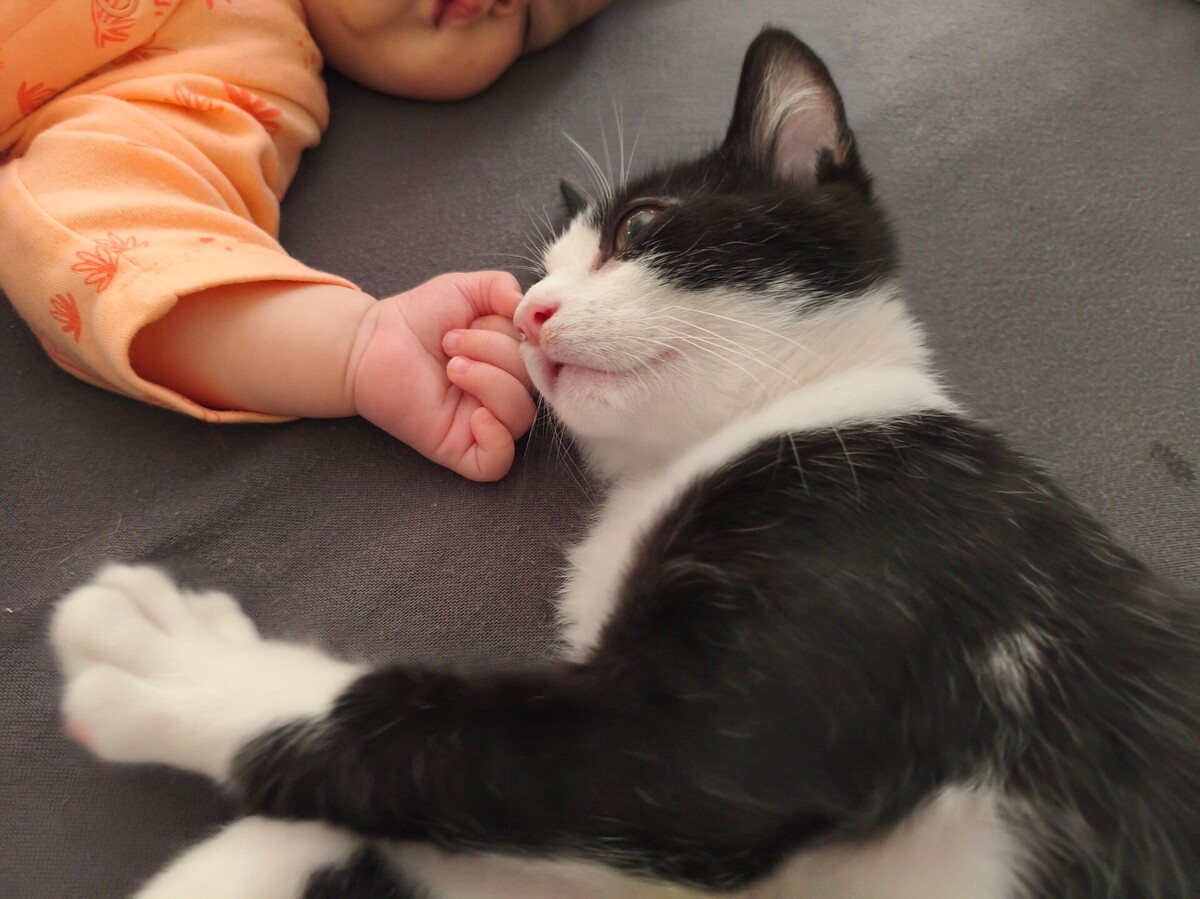 Adoption BULBIZARD