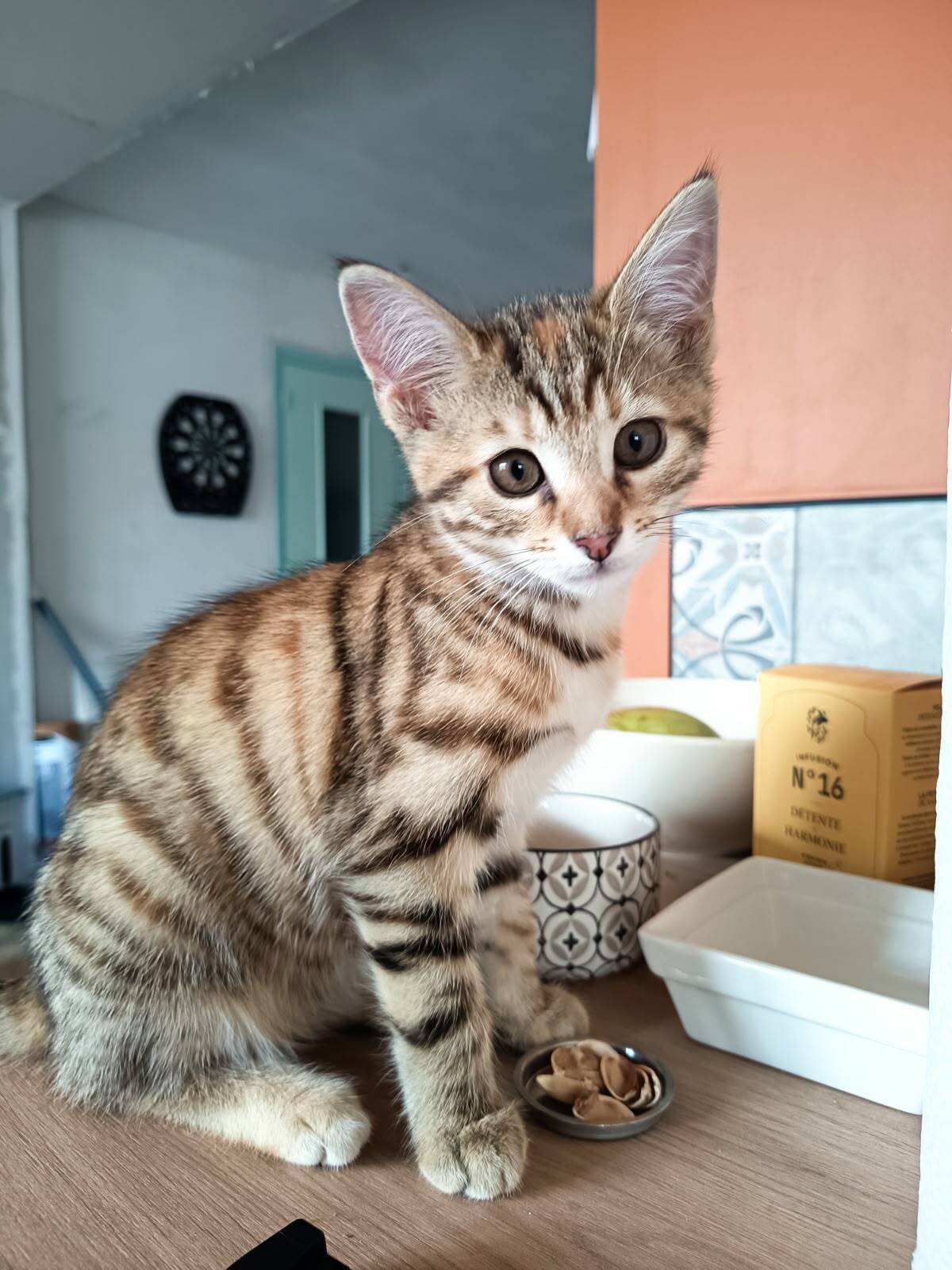 Adoption Lara