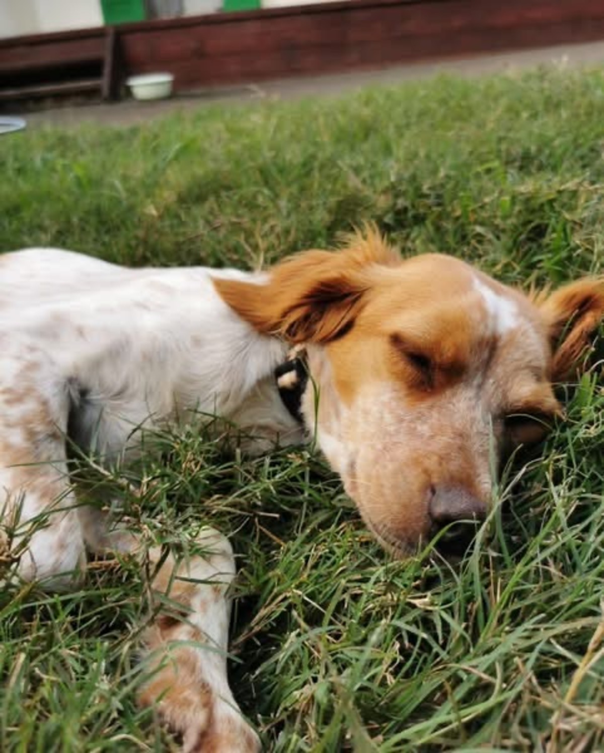 Adoption Poupette