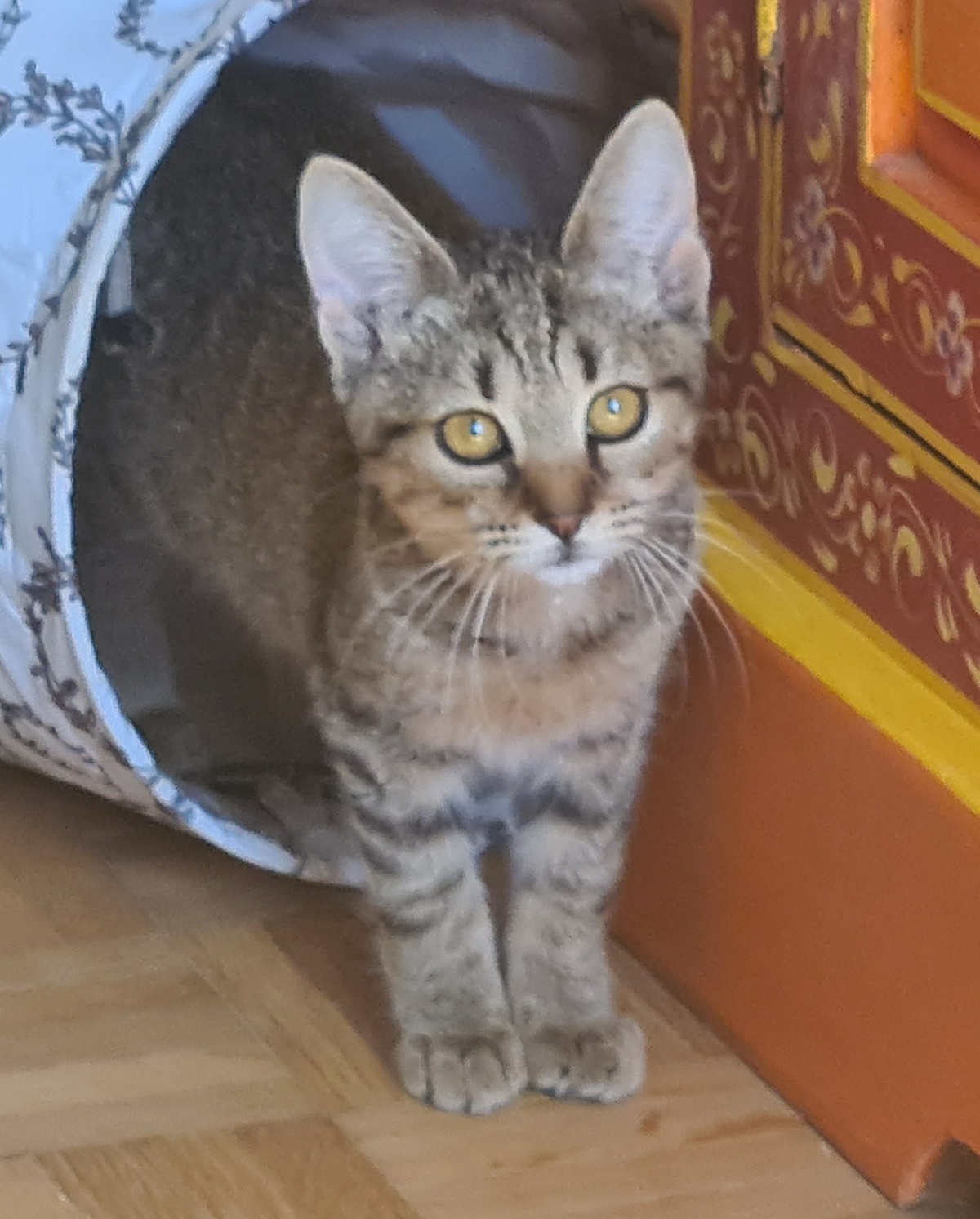 Adoption Rhapsodie