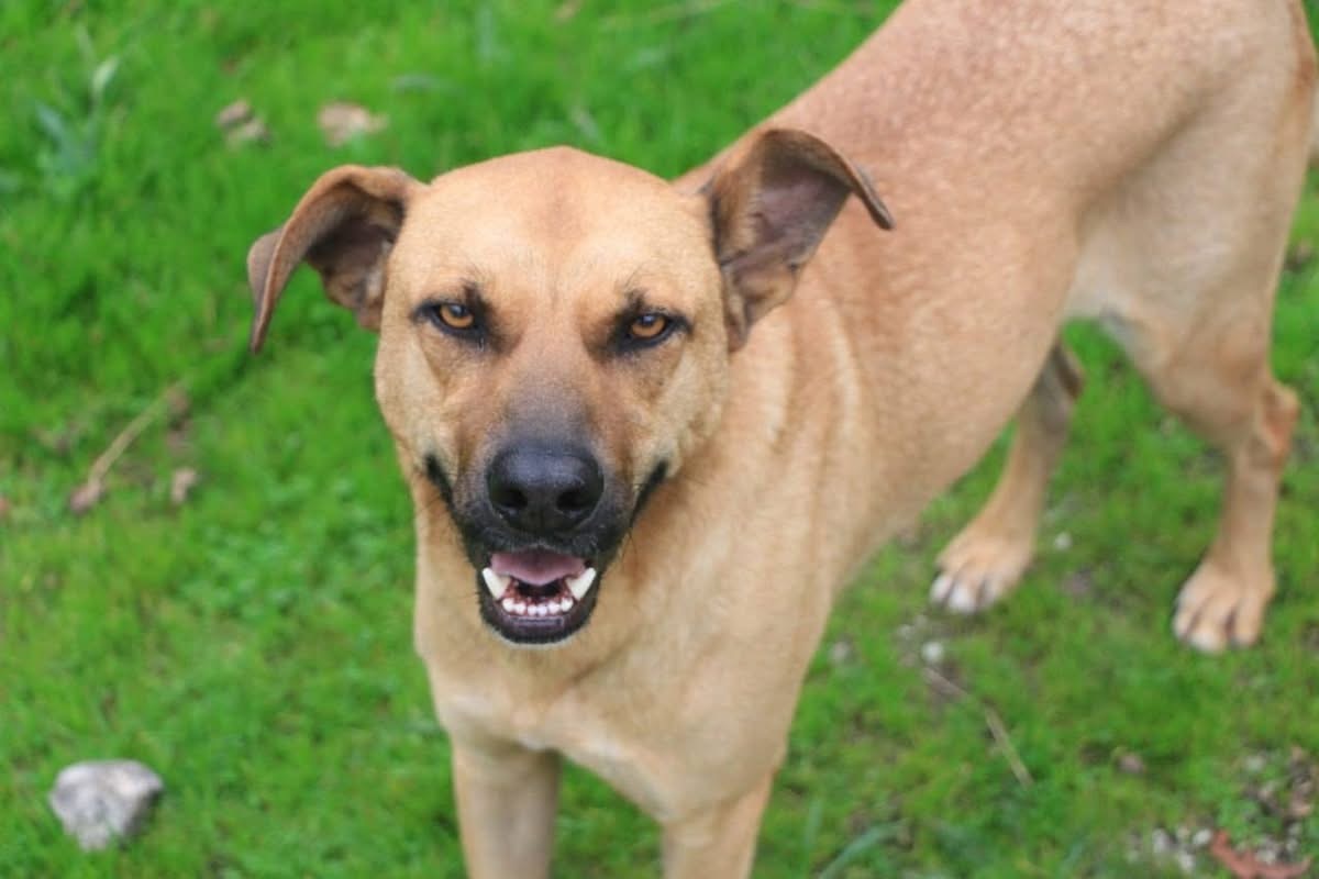 Adoption Vasco