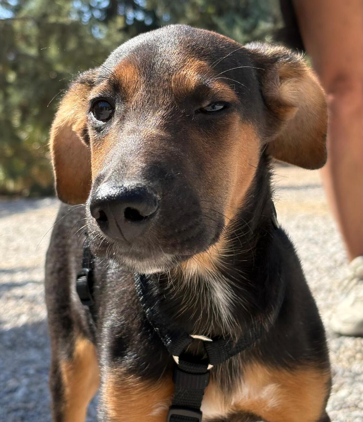 Adoption Kika
