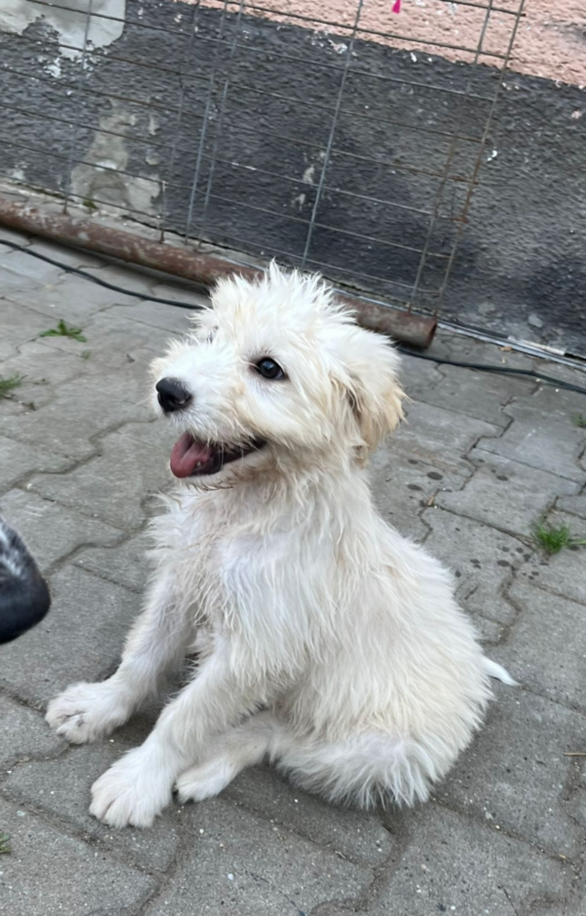 Adoption Eira