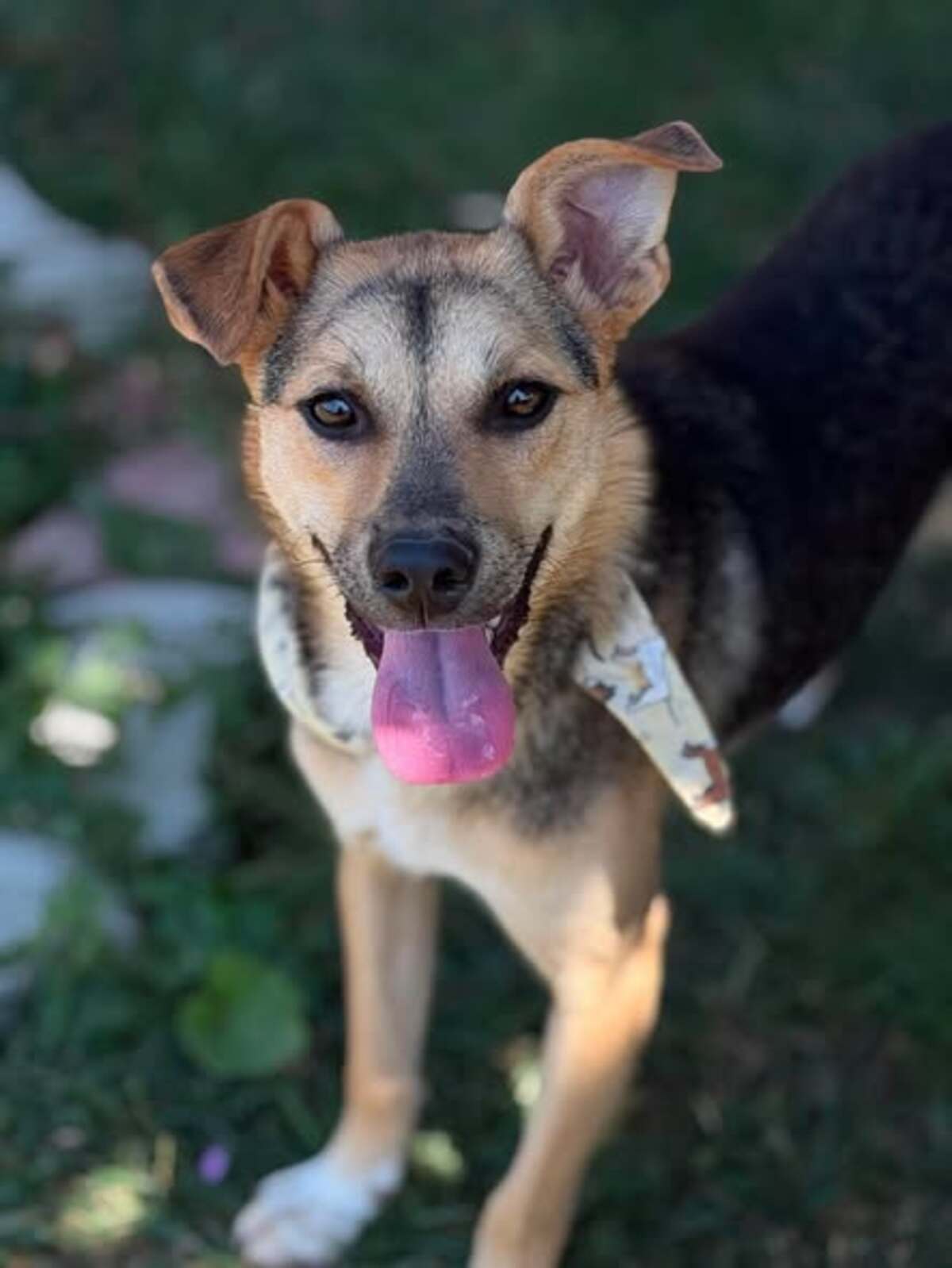 Adoption Bélize