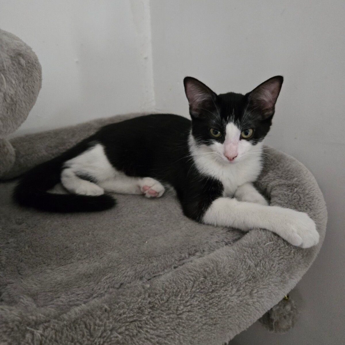 Adoption BRIGNOLES