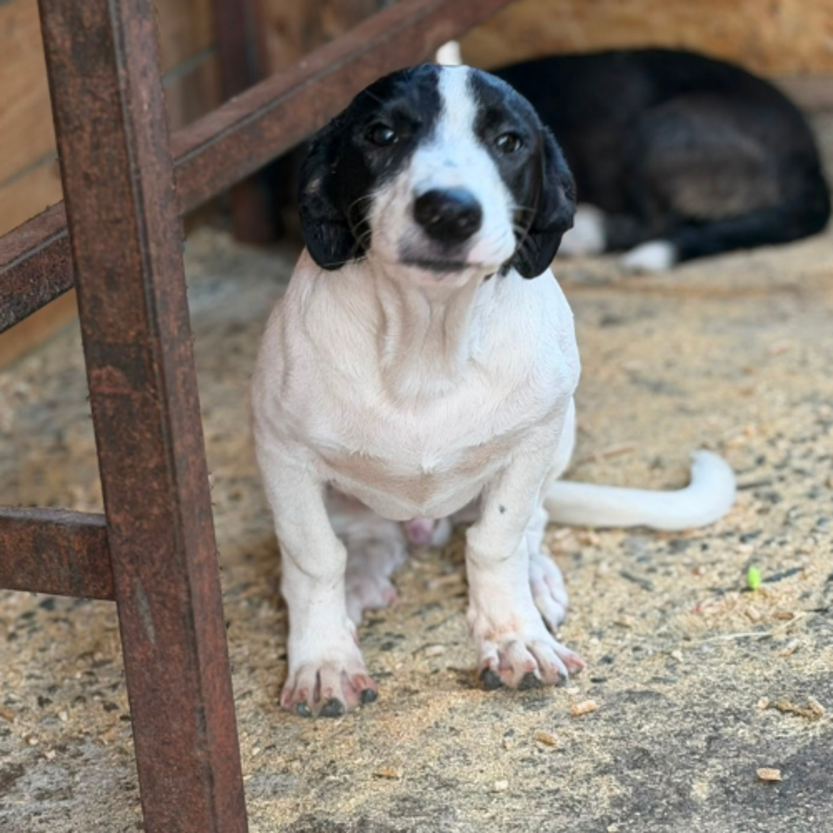 Adoption MAO