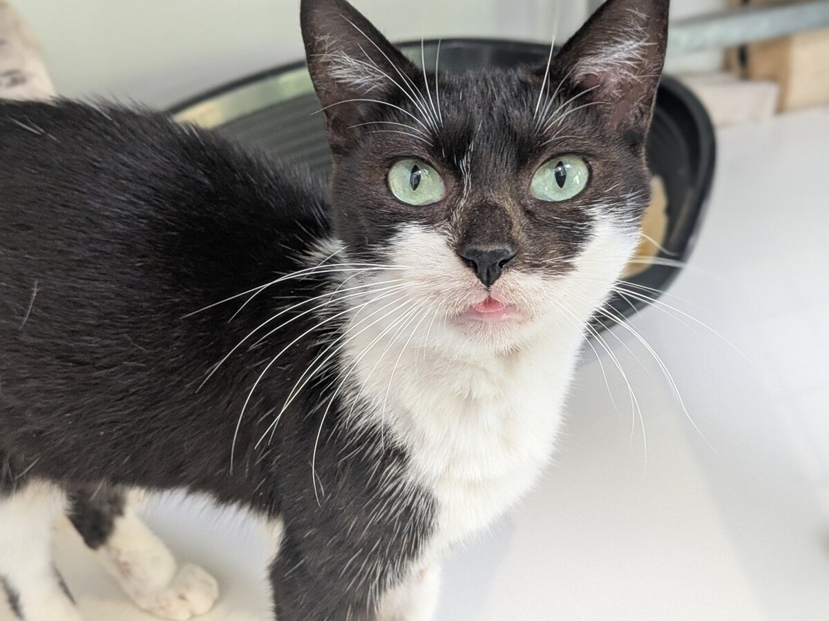 Adoption Alba