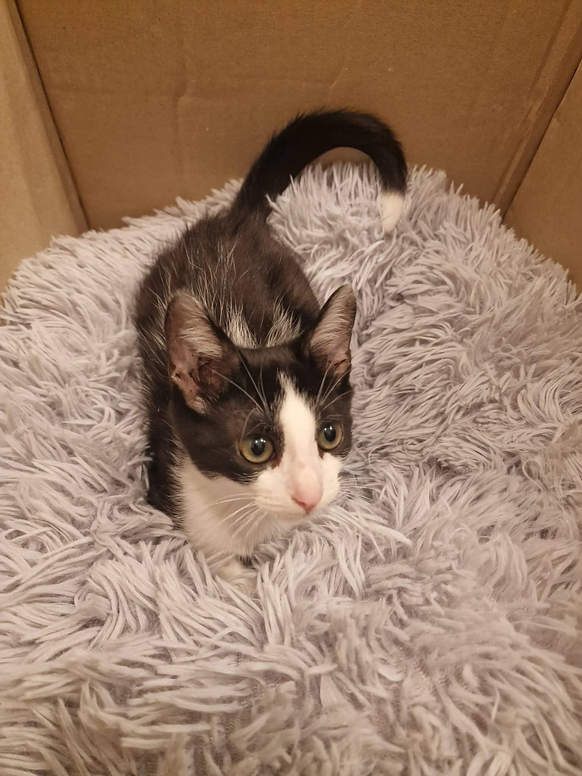 Adoption DOMINO