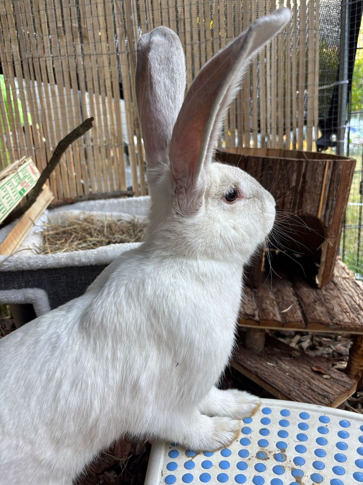 Adoption HOPPE