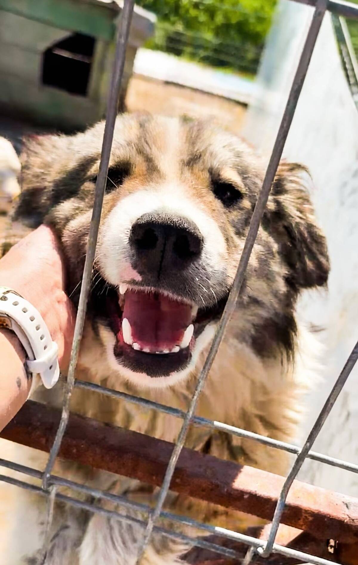 Adoption Saffie