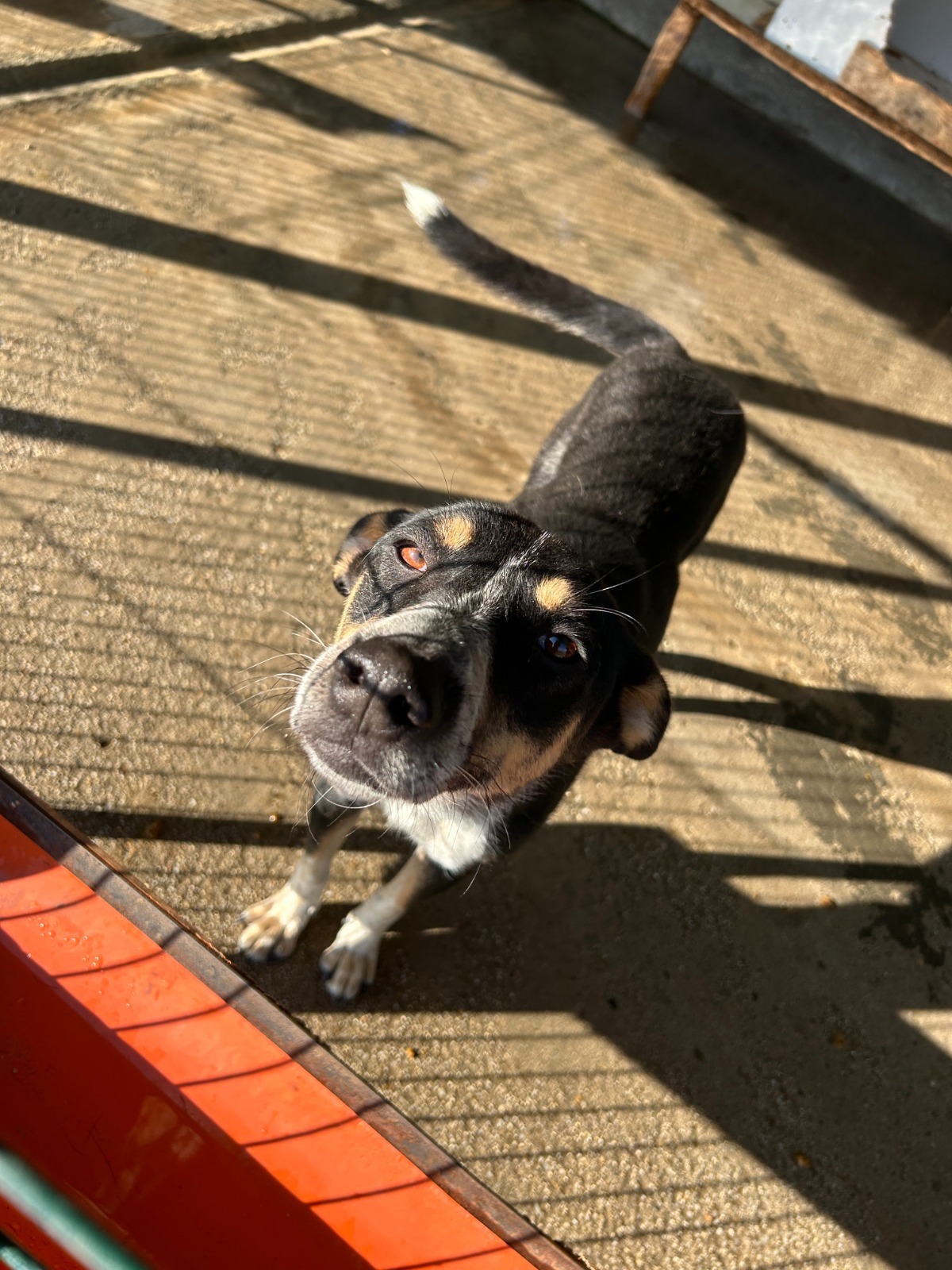 Adoption Sami