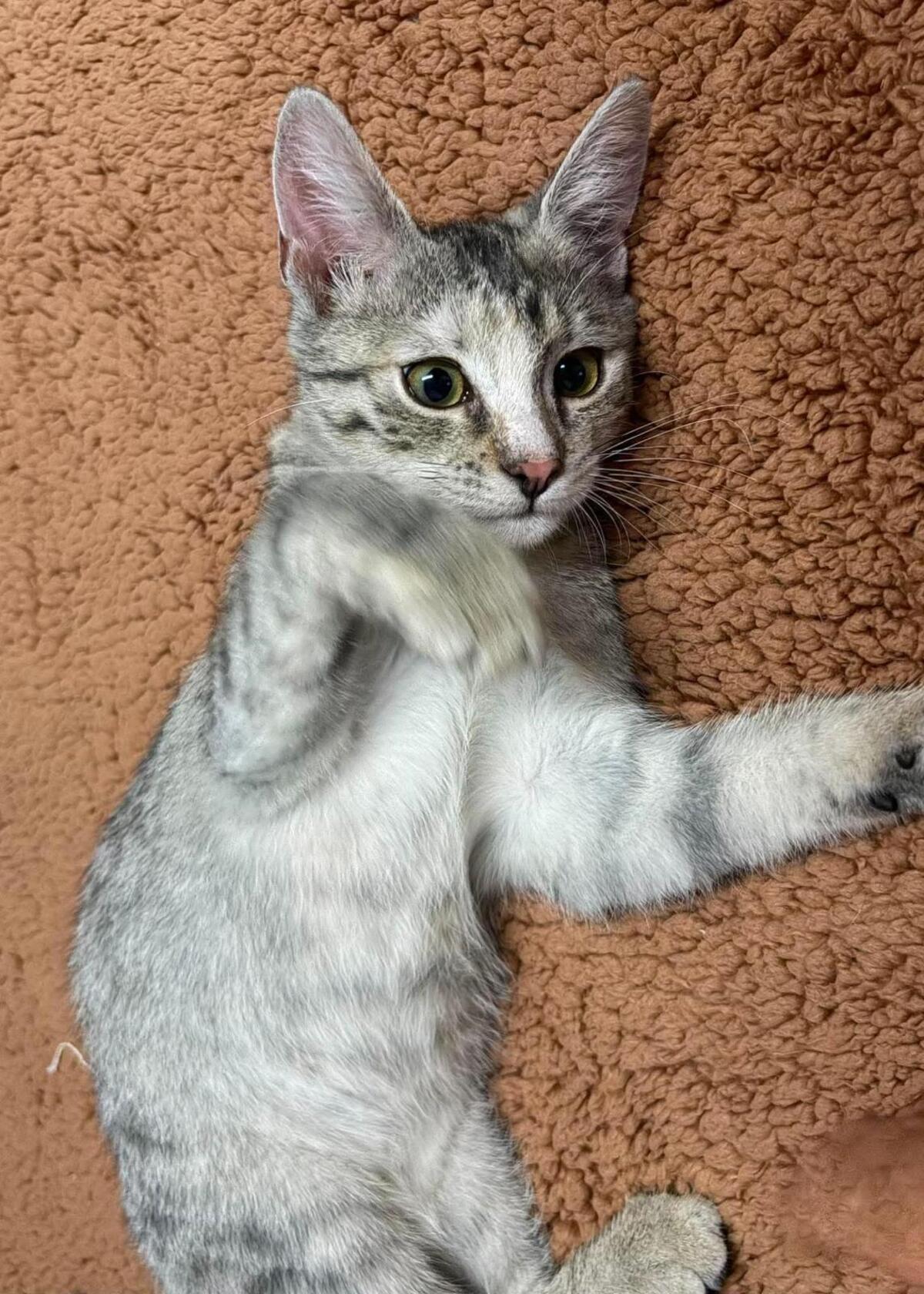 Adoption Mia