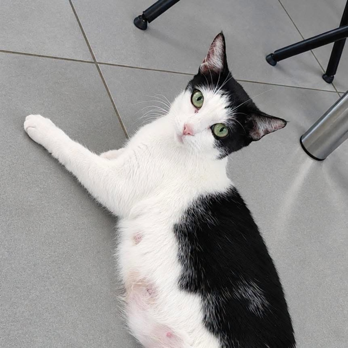 Adoption Pralinette