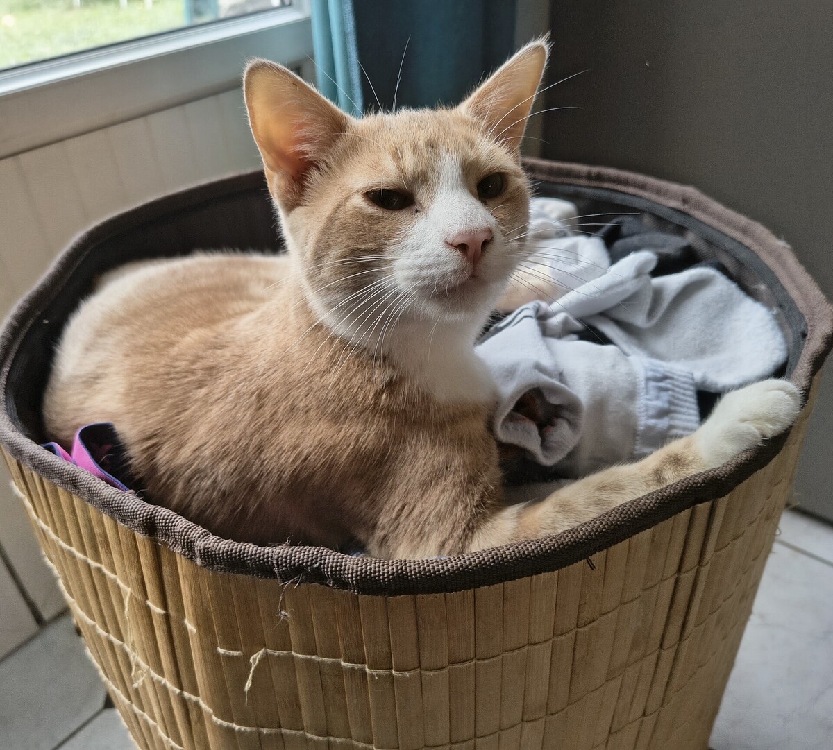 Adoption Caramel