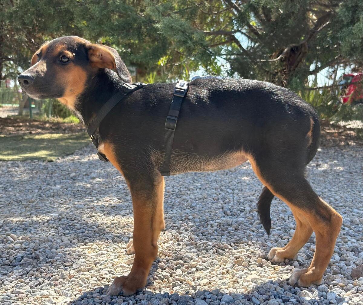 Adoption Kika