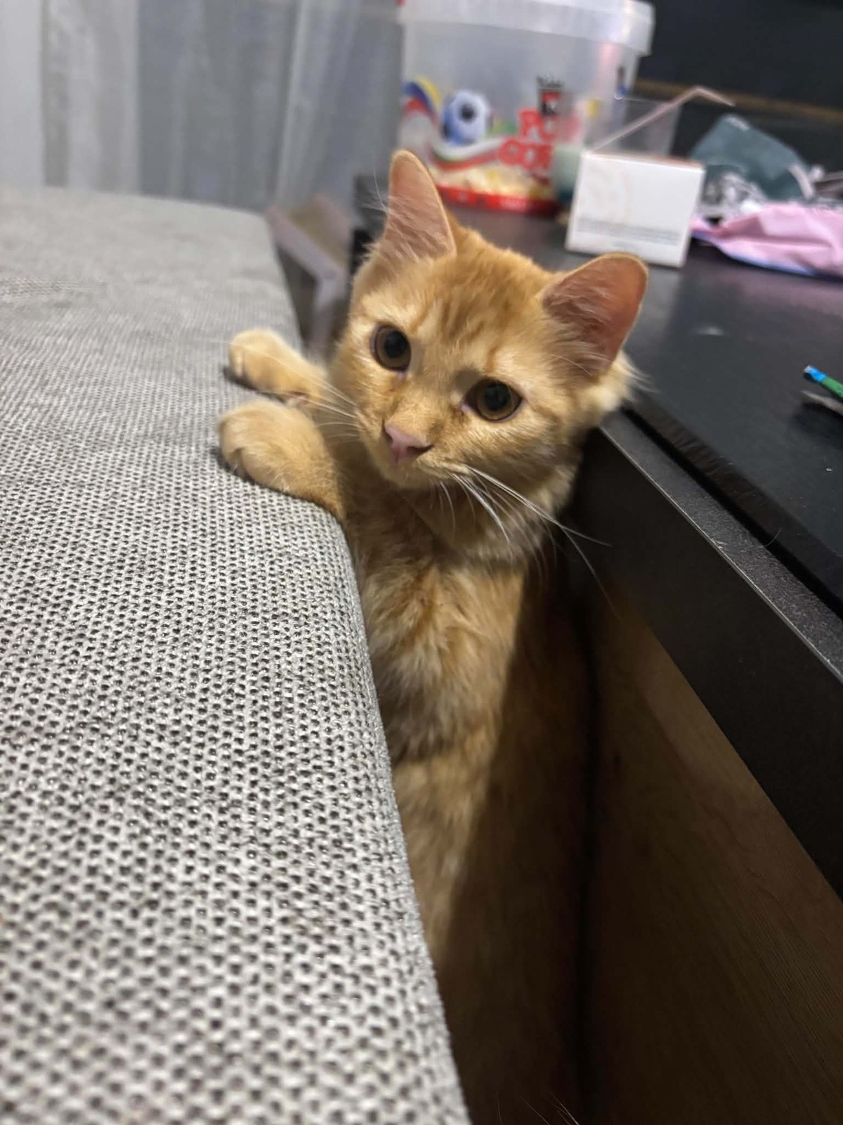 Adoption Plume