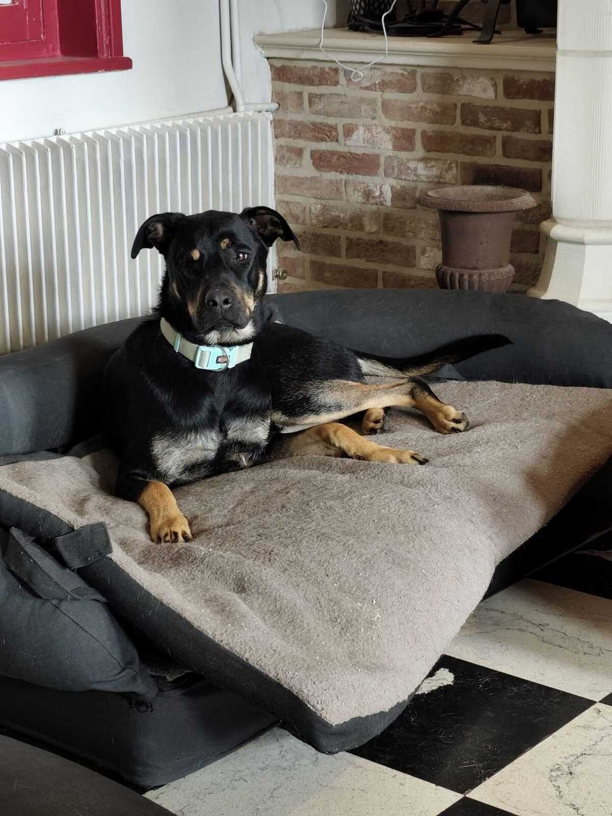 Adoption Pako