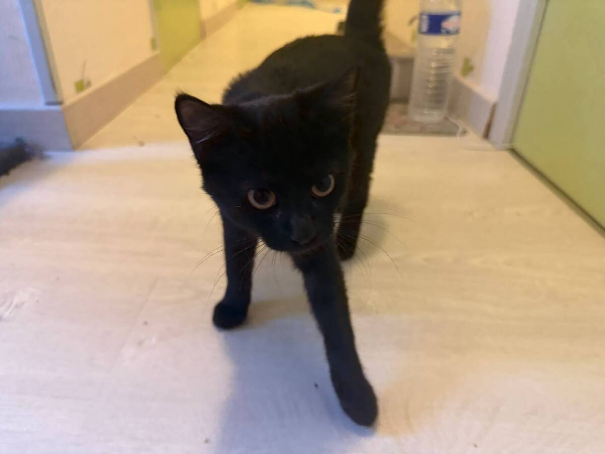 Adoption Beryl