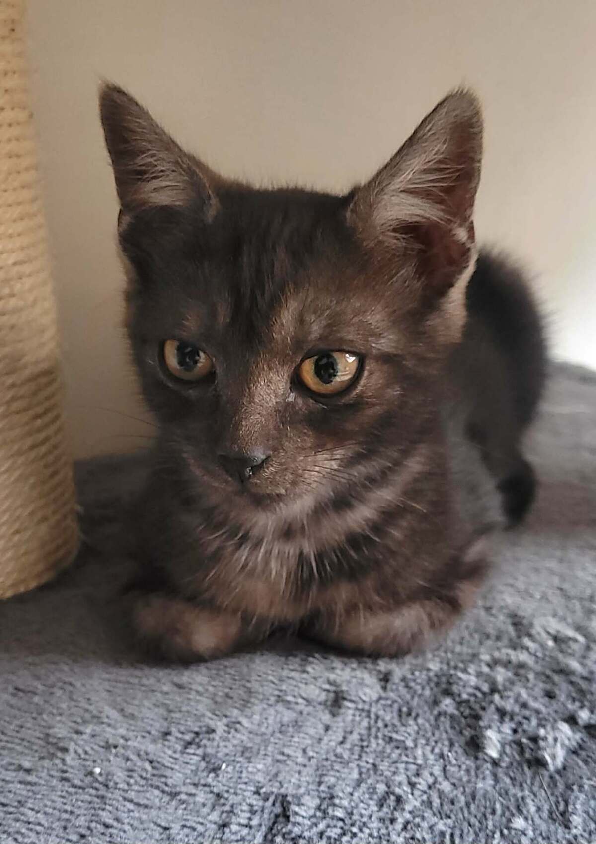 Adoption Balzac