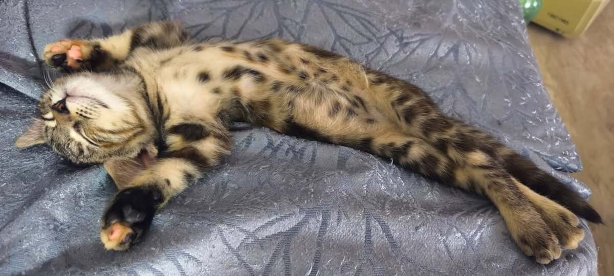 Adoption ZELDA