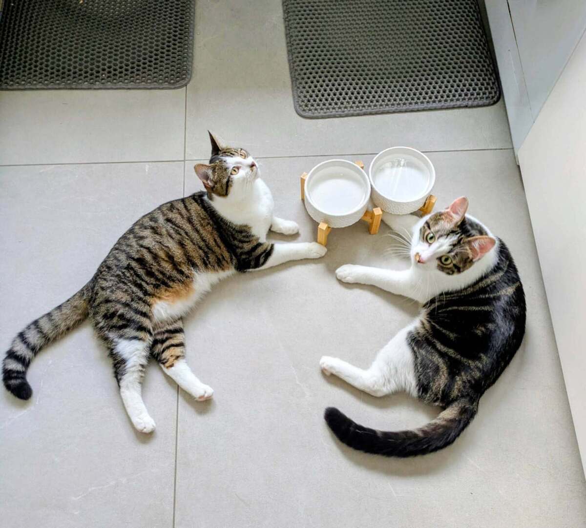 Adoption Iris et hermes