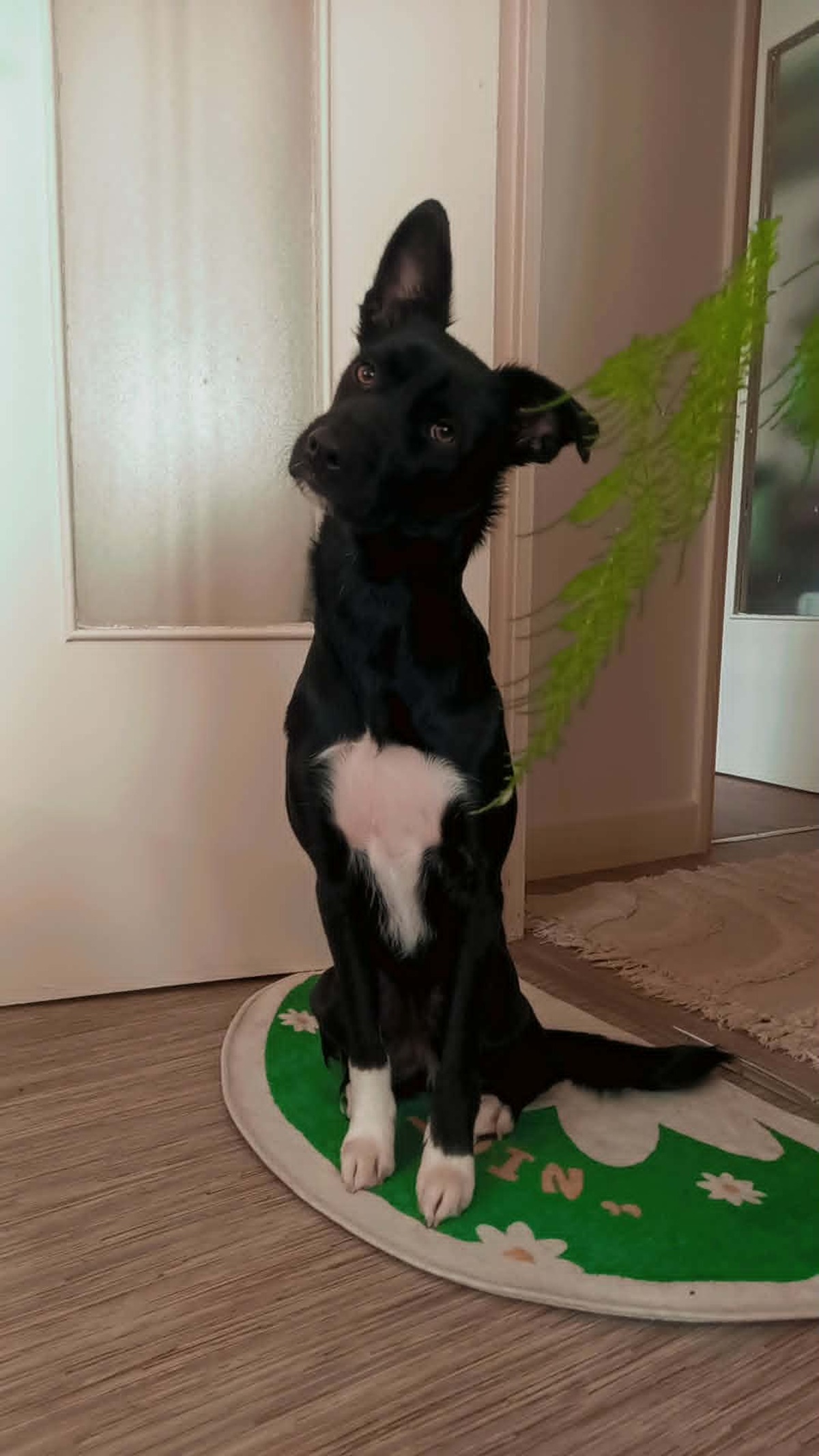 Adoption FREYA