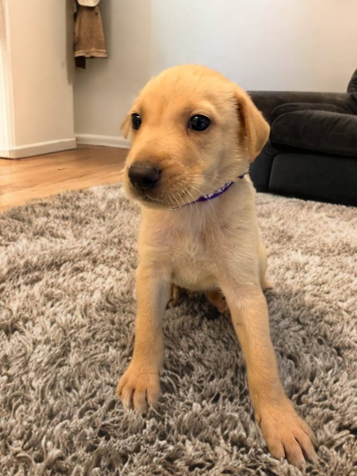 Adoption Aster