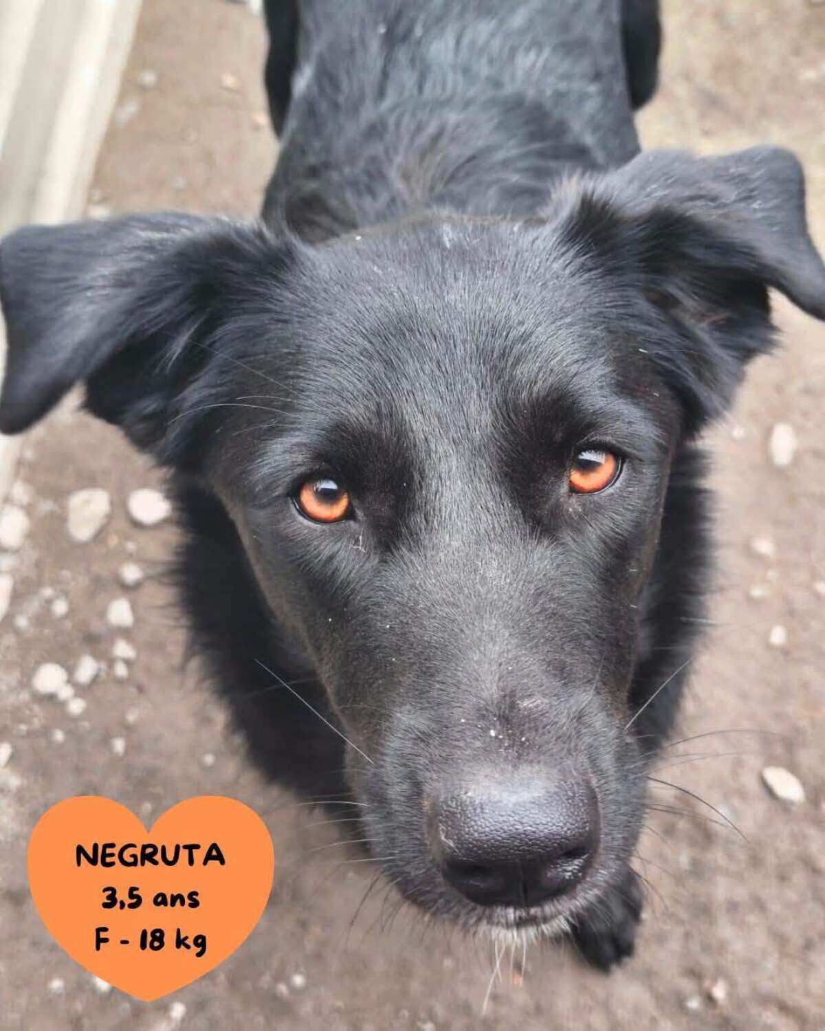 Adoption NEGRUTA