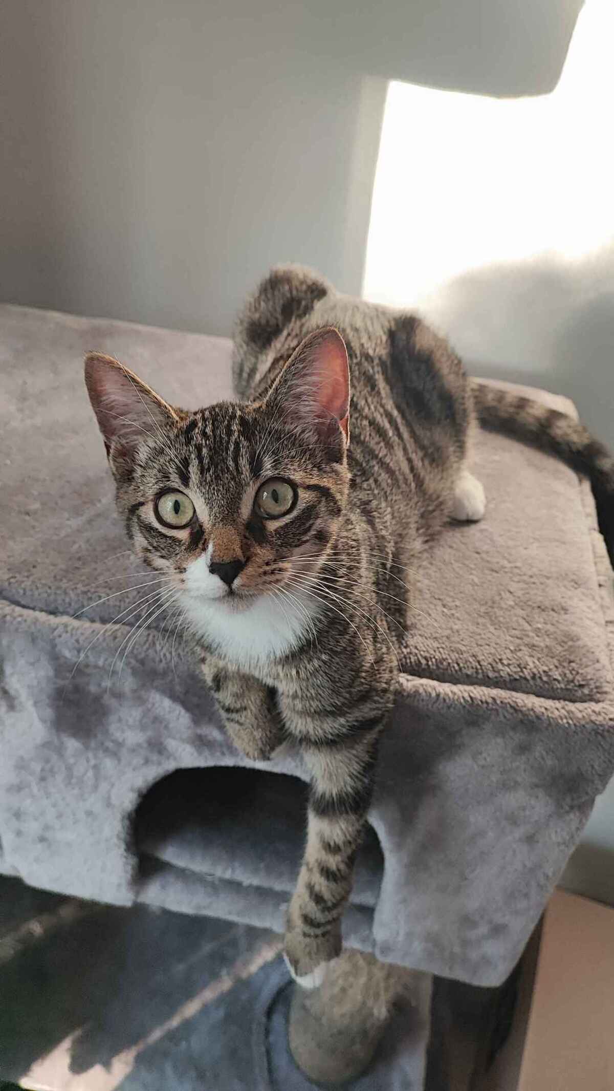 Adoption Patidou