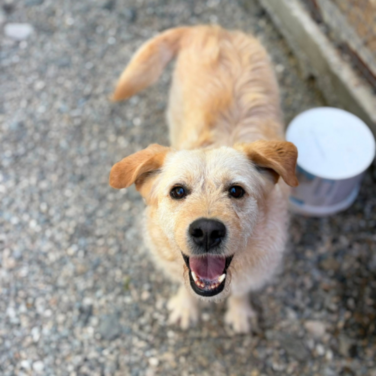 Adoption BLONDI