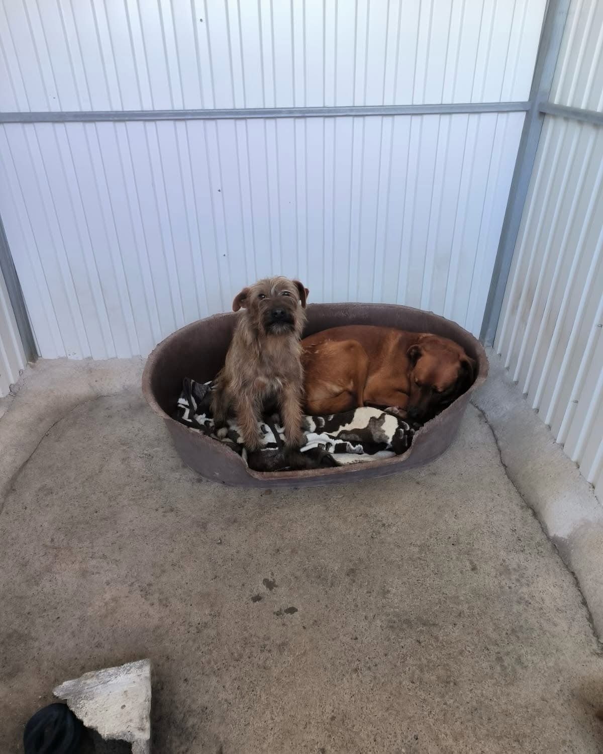 Adoption Mickey