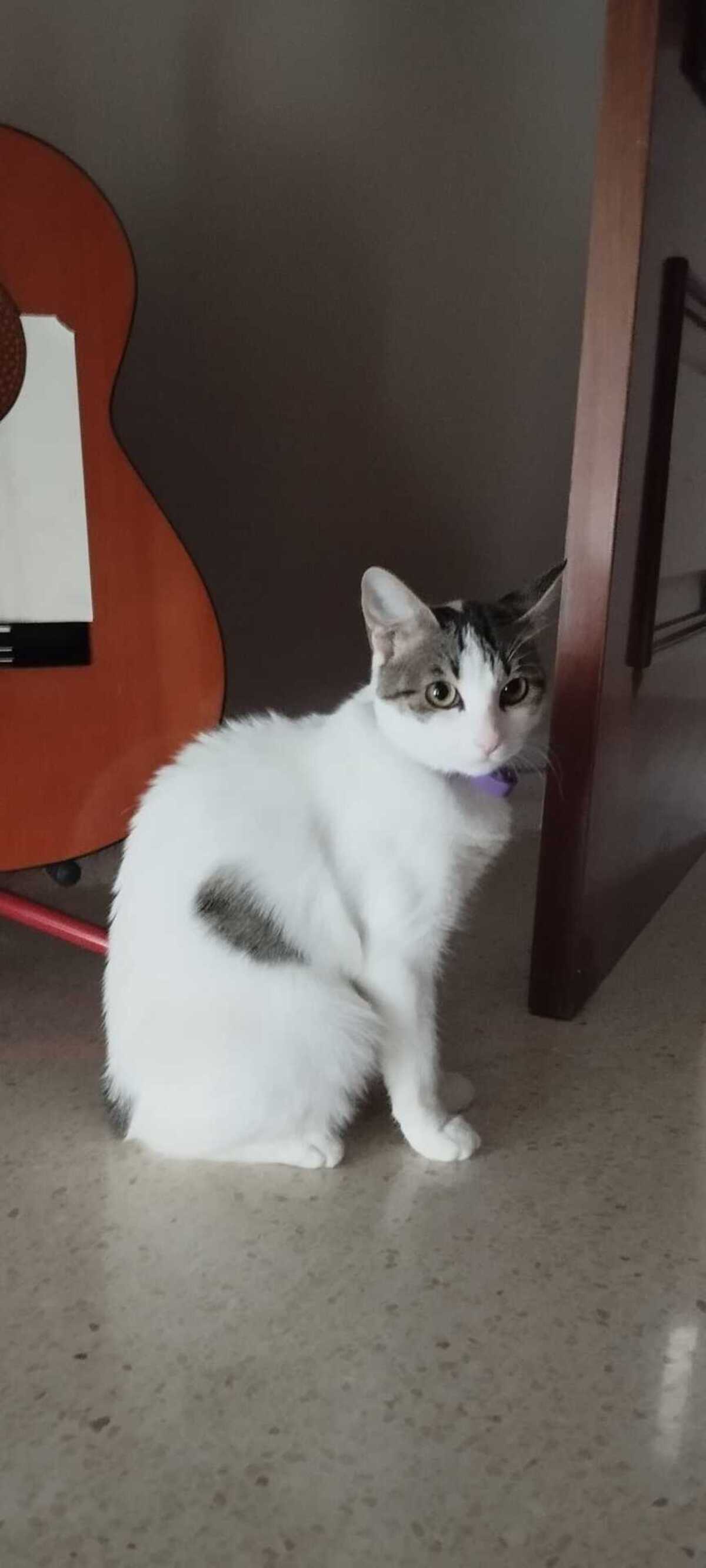 Adoption Lulu