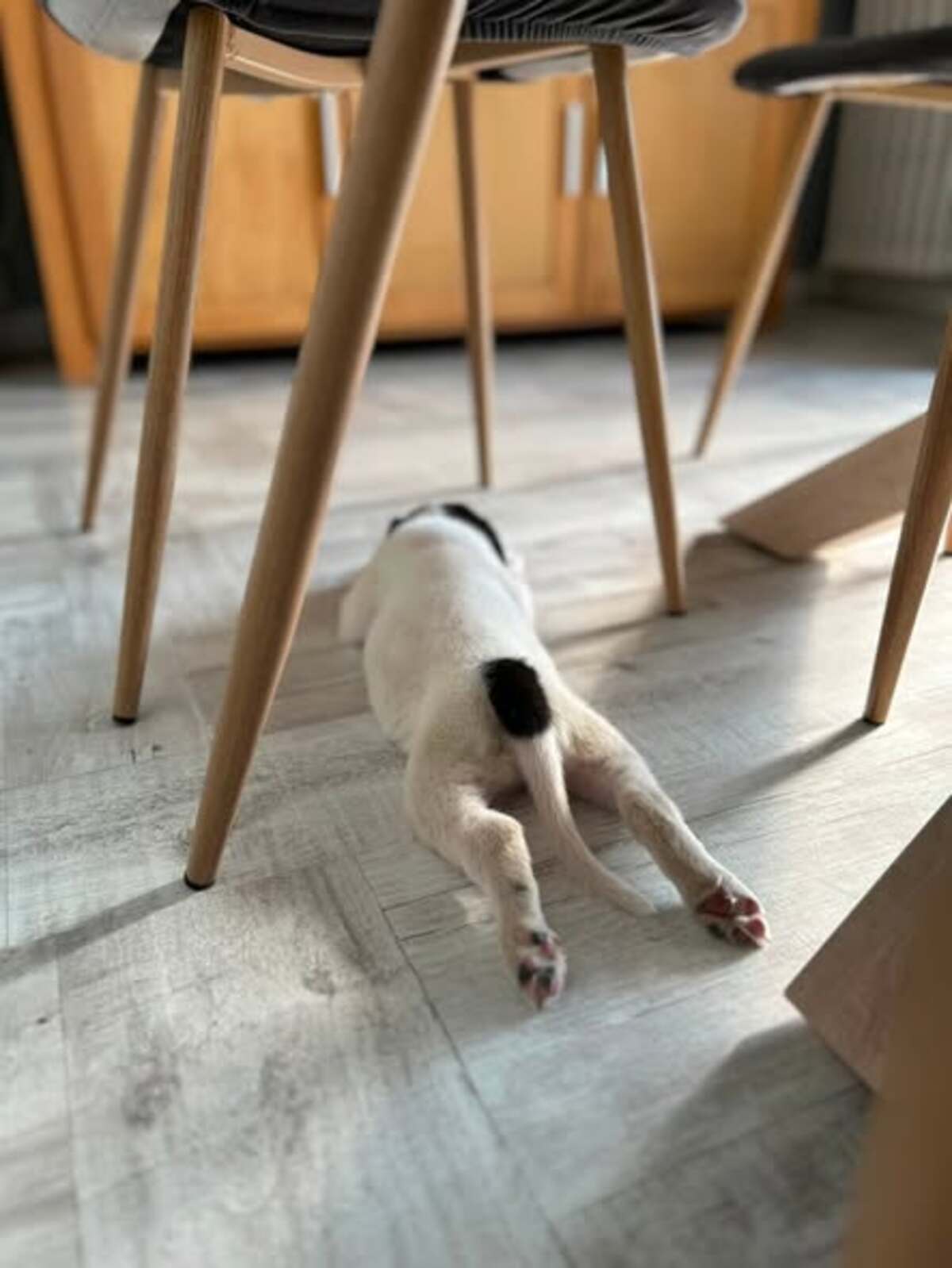 Adoption Oscar