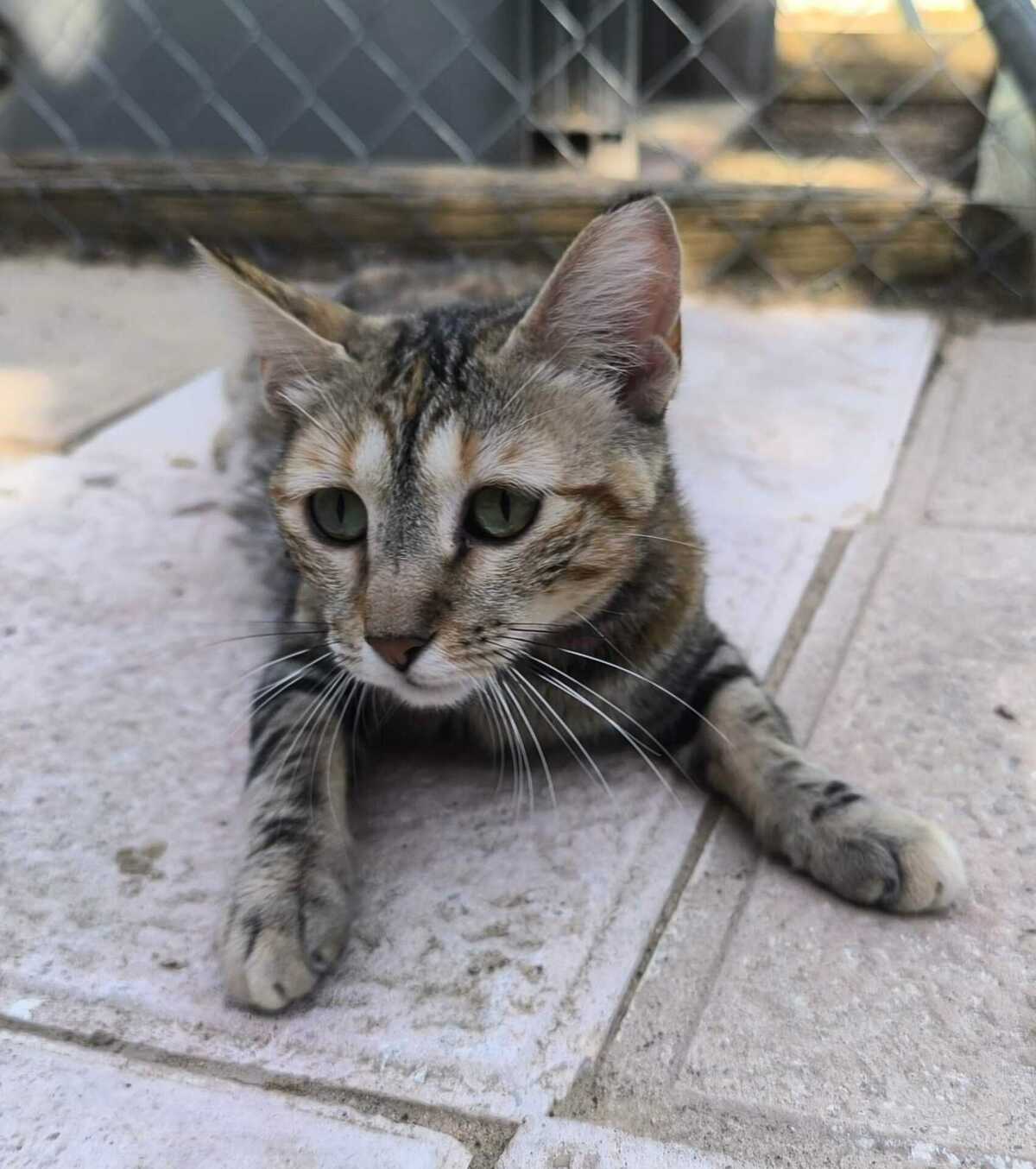 Adoption Sol