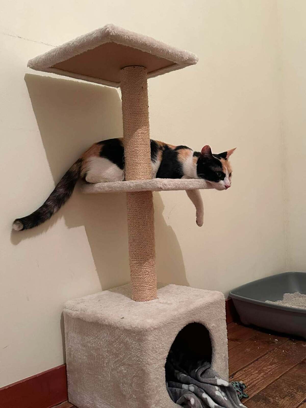 Adoption Milky