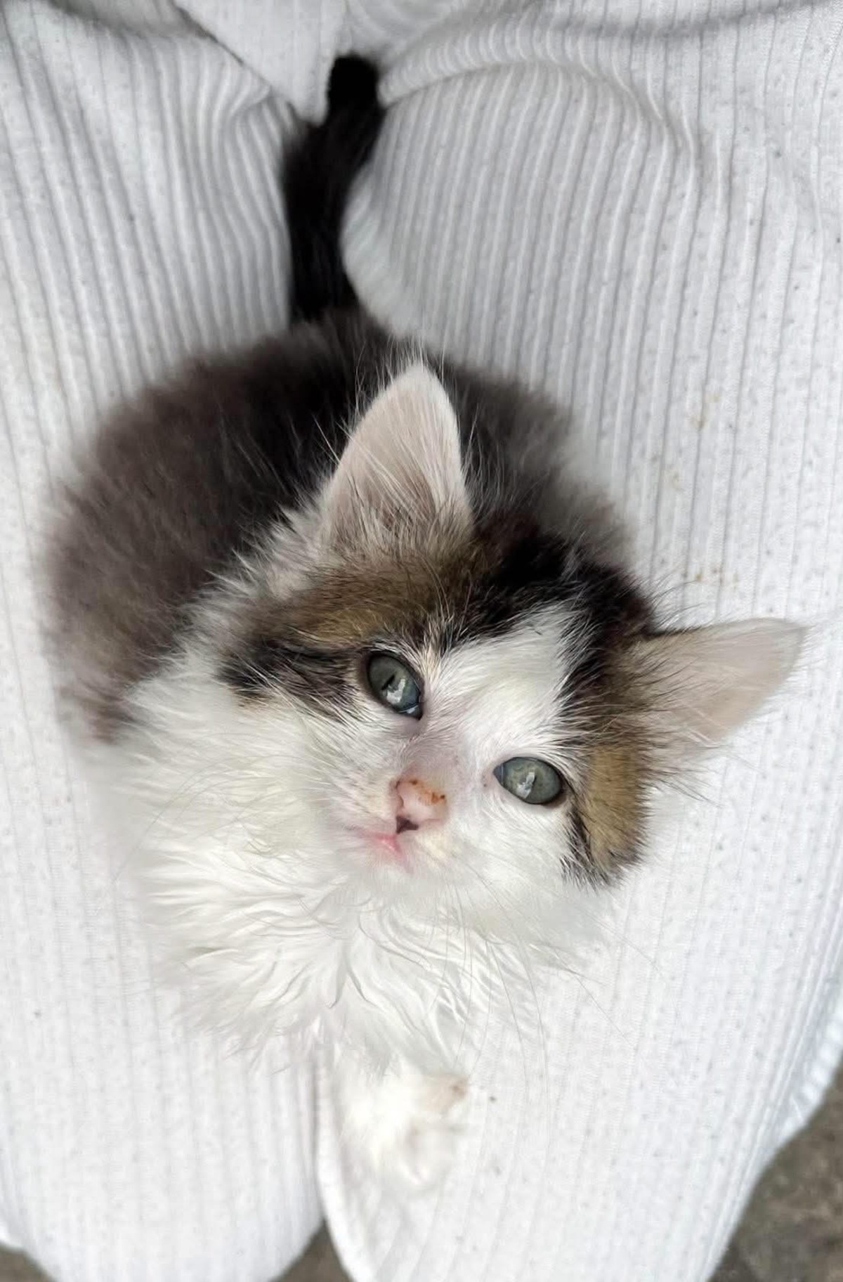 Adoption Velouria et Ficelle Duo 