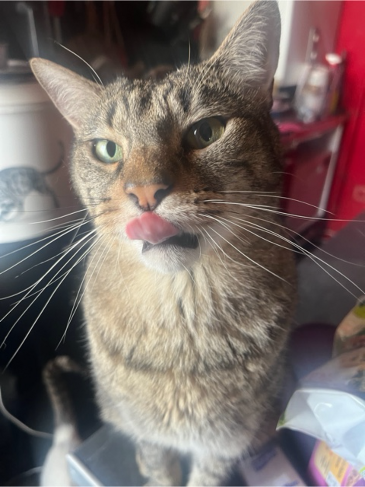 Adoption Meuzou